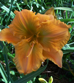 Golden Hibiscus